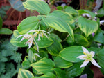 Disporum smilacinum 'Ki-no-tsukasa'