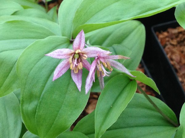 Disporum smilacinum 'Pink Star'