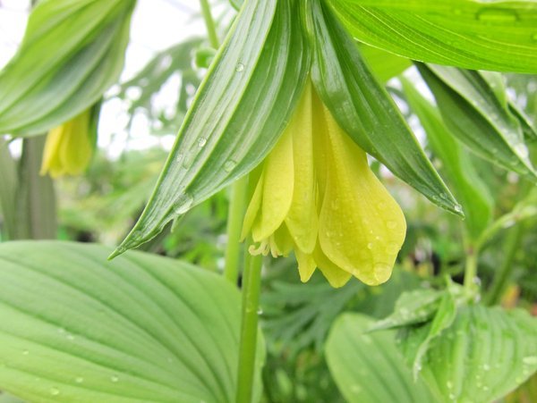 Disporum uniflorum (syn. D. flavens)