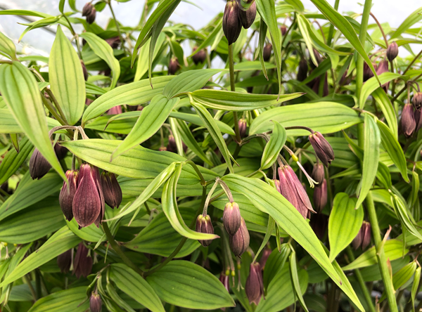 The leaves and dark flowers of Disporum cantoniense CGG 14091