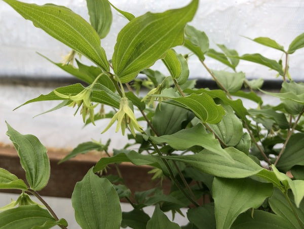 Prosartes lanuginosa syn. Disporum lanuginosum