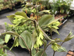 Disporum cf. brachystemon AF 15-9