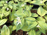 Disporum smilacinum 'Moonshine'