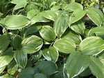 Disporum smilacinum 'Rei Ho'