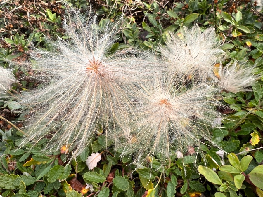 dryas octopetala fluffy white seed heads