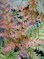 Dryopteris erythrosora 'Brilliance'