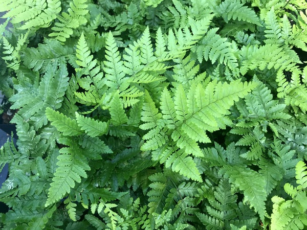Finely divided fronds of Dryopteris formosana