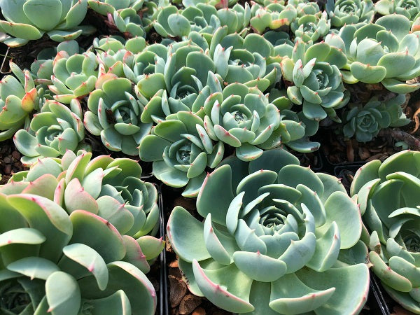 Echeveria runyonii succulent