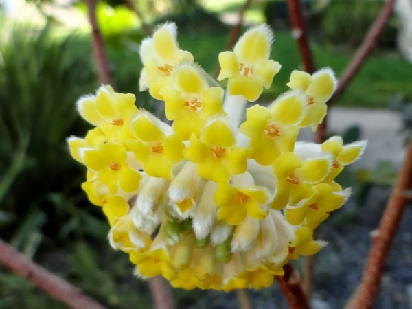 Edgeworthia chrysantha 'Nanjing Gold'
