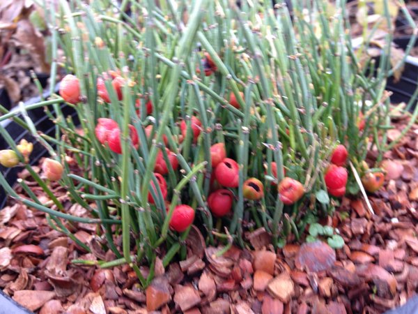 Ephedra regeliana