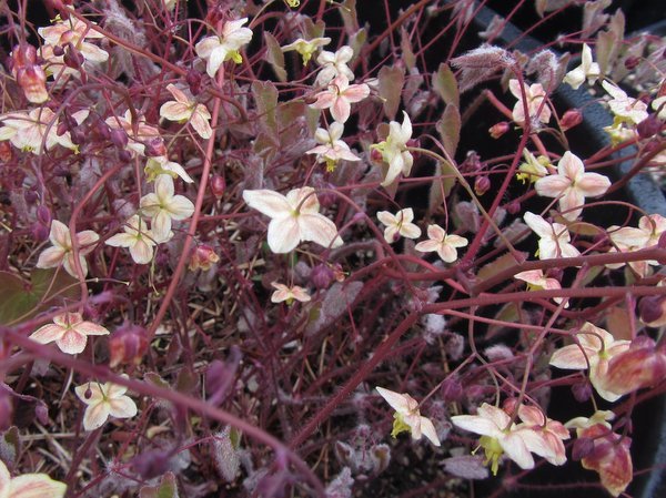 Epimedium 'Black Sea'