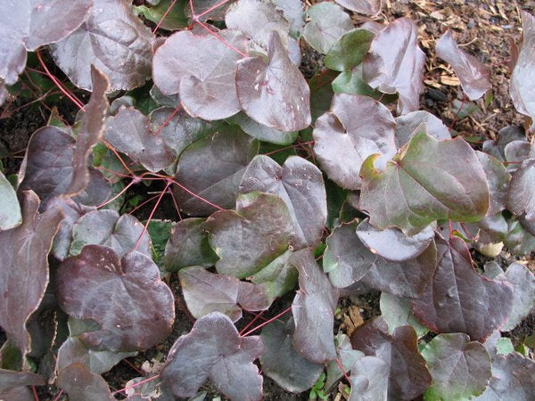 Epimedium 'Black Sea'