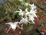 Epimedium grandiflorum 'Irene'