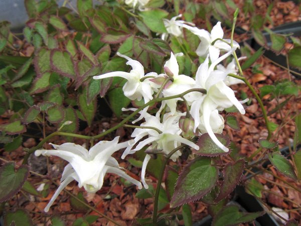 Epimedium grandiflorum 'Irene'