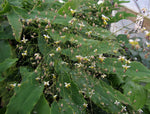 Epimedium borealiguizhouense