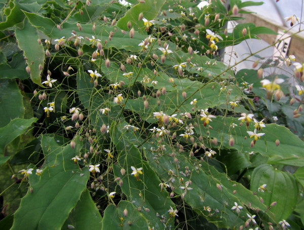 Epimedium borealiguizhouense