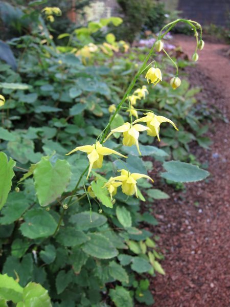 Epimedium flavum  ex MD0635 (previously offered as E. davidii)