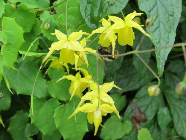 Epimedium flavum  ex MD0635 (previously offered as E. davidii)
