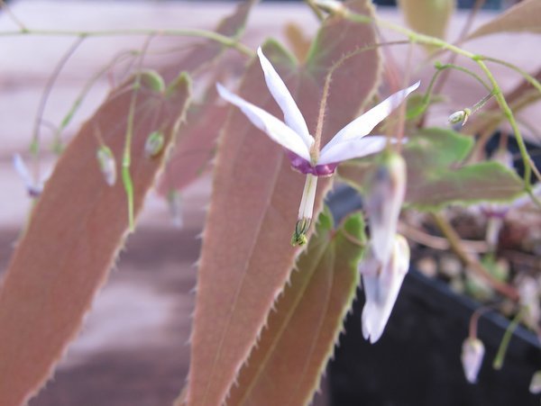 Epimedium fargesii