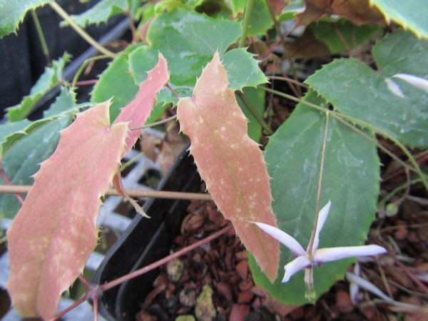 Epimedium fargesii