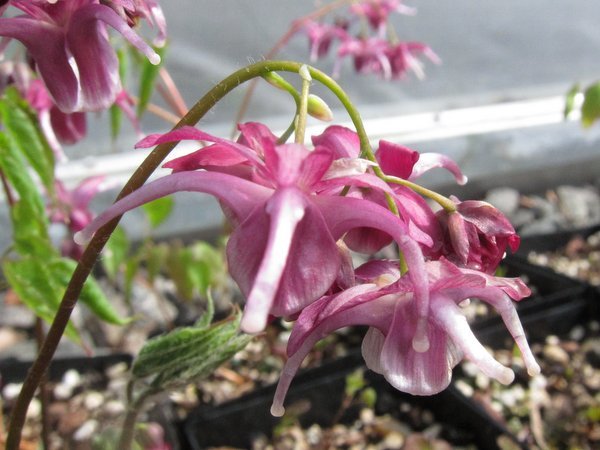 Epimedium grandiflorum 'Orion'