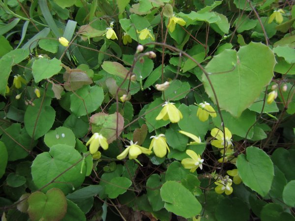 Epimedium platypetalum