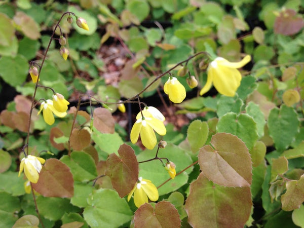 Epimedium platypetalum