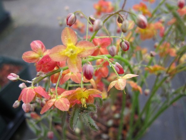 Orange and yellow flowers of Epimedium x warleyense 'Orangekonigin'