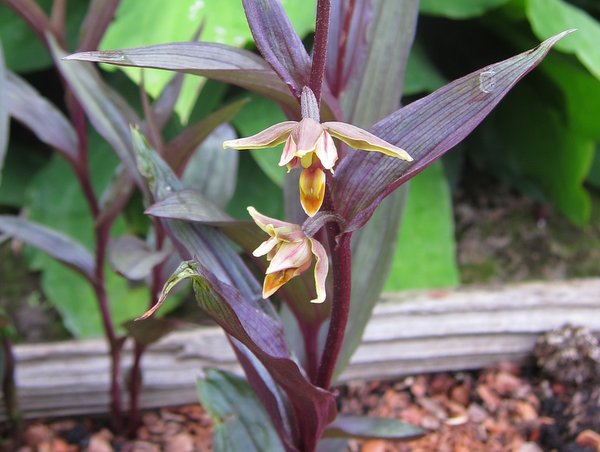 Epipactis gigantea 'Serpentine Night'