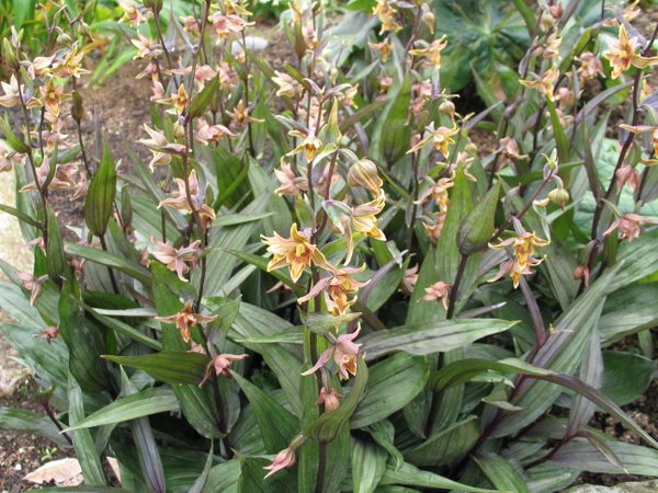 Epipactis gigantea 'Serpentine Night'