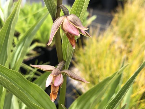 Epipactis gigantea 'Eco-Arbuckle' stream orchid