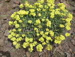 Eriogonum compositum