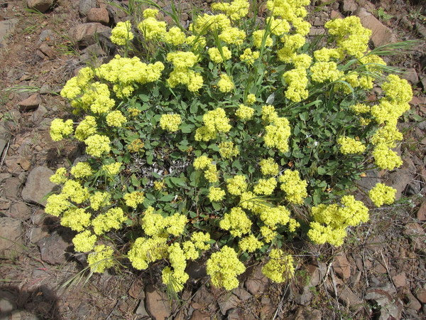 Eriogonum compositum
