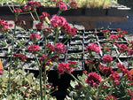Eriogonum grande var. rubescens