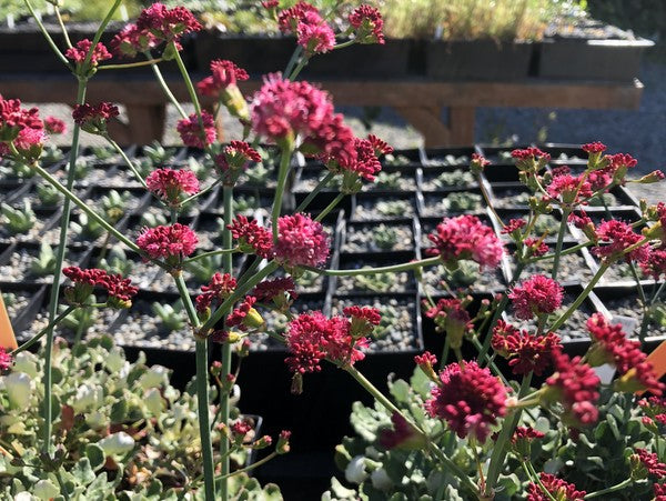 Eriogonum grande var. rubescens