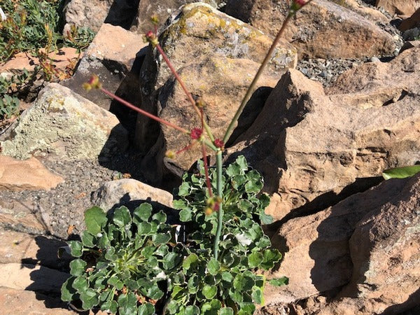 Eriogonum grande var. rubescens