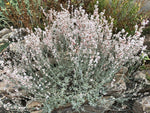 Eriogonum wrightii var. subscaposum