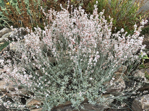 Eriogonum wrightii var. subscaposum