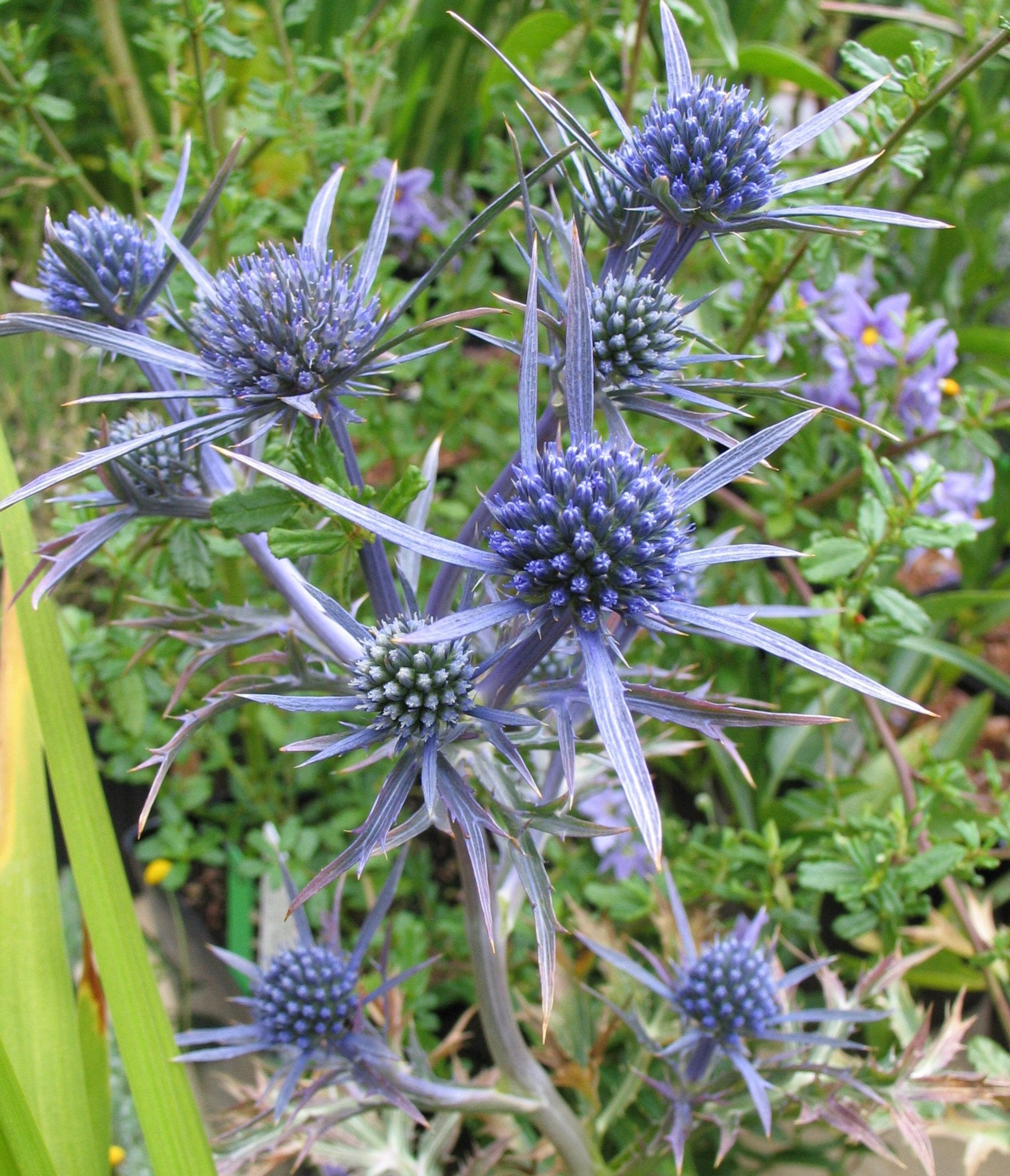 Eryngium Bourgatii Graham Stuart Thomas Form Far Reaches Farm Eryngium Bourgatii Graham Stuart Thomas Form Far Reaches Farm