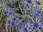 Eryngium caucasicum