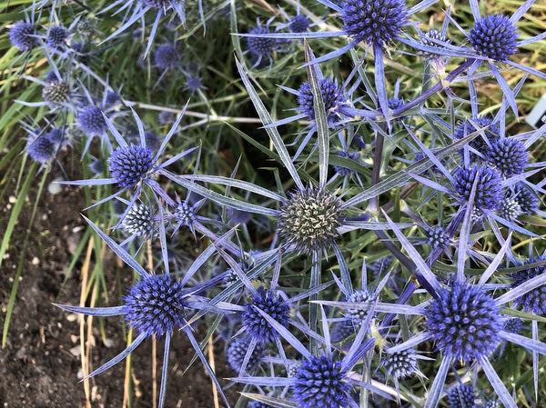 Eryngium caucasicum