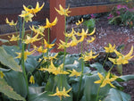 Erythronium 'Pagoda'