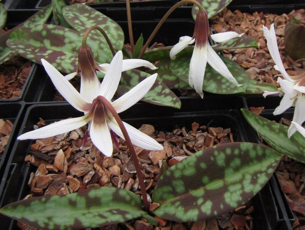 Erythronium dens-canis 'Snowflake'