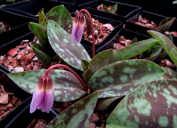 Erythronium dens-canis 'Purple King' foliage