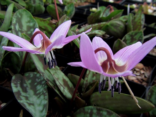 Erythronium dens-canis 'Purple King' flower