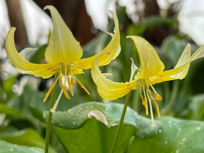 Two yellow flowers of Erythronium 'Kondo' covered in dew