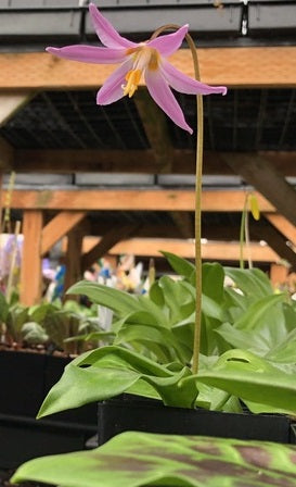 Erythronium dens-canis 'Frans Hals'