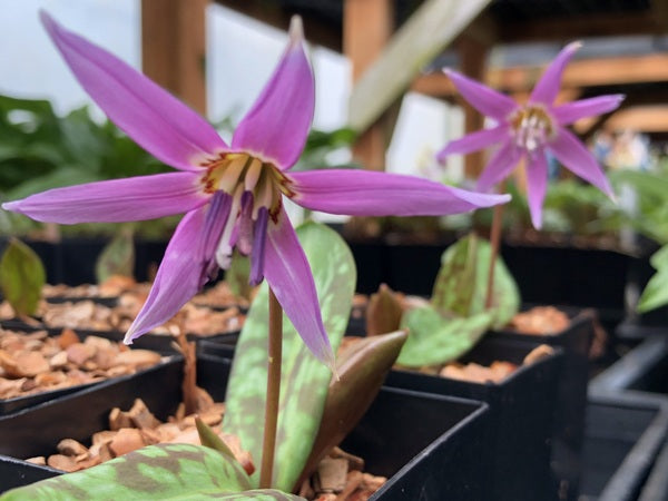 Erythronium dens-canis 'Frans Hals'