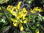 Erythronium grandiflorum
