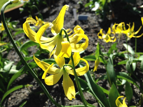 Erythronium grandiflorum
